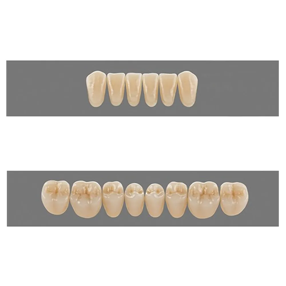 Vita MFT Denture Teeth R422M1 Set of 28_6.jpg